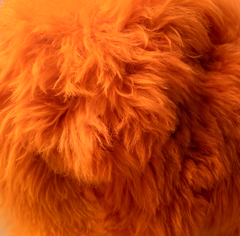 Orange kurz