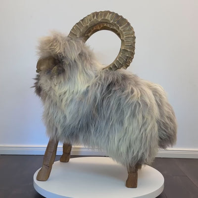 Video Steinbock Schafhocker Ferdinand  limited mit große Hörner